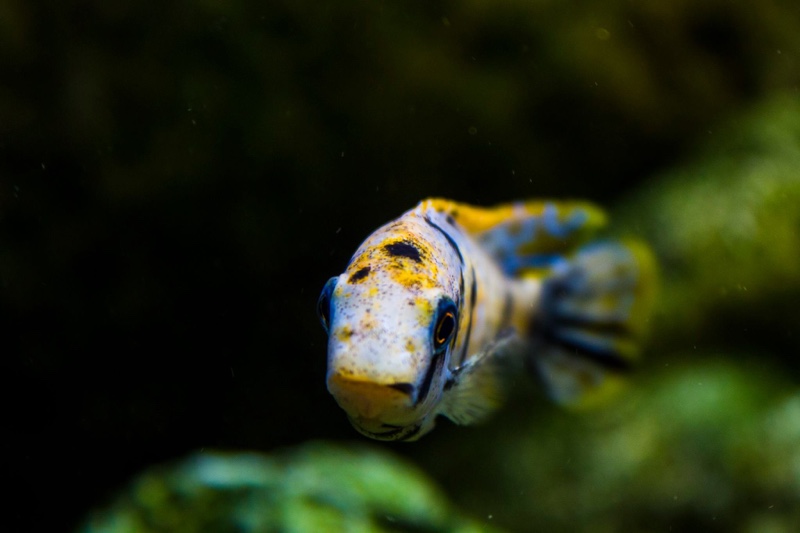 Labeotropheus fuelleborni 'Chinyankwazi Island'